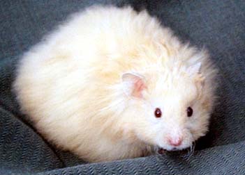What animal it is?